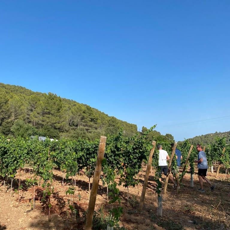 image of Ses Rotes Horses & Wine