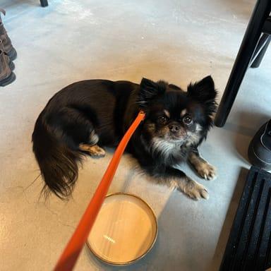 image of Blique by Nobis