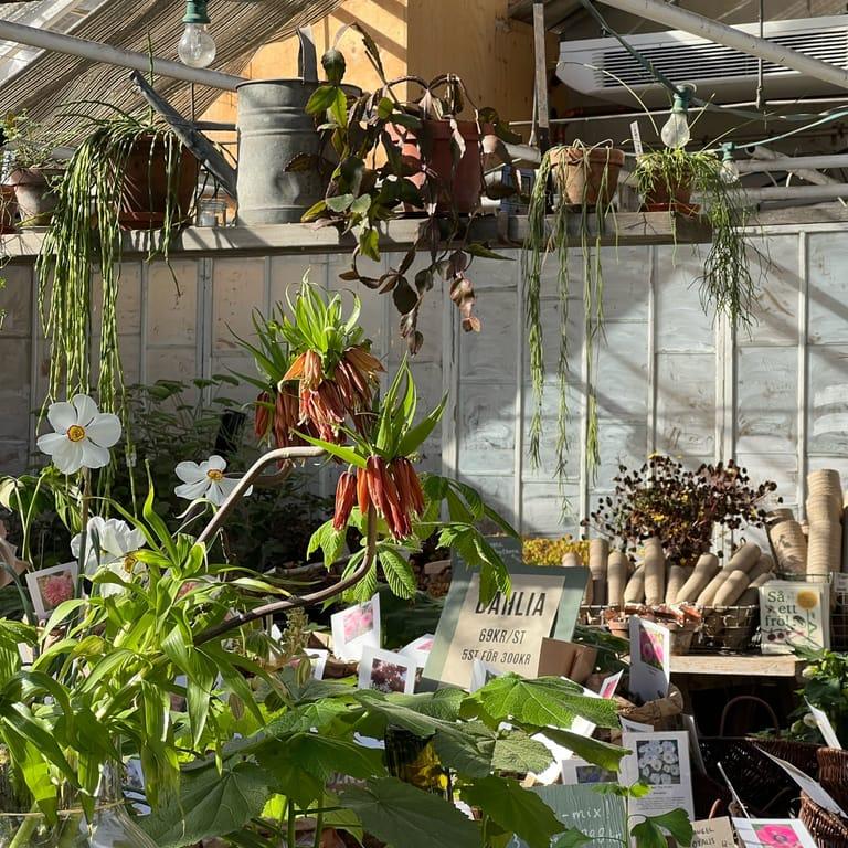 image of Rosendals Trädgårdskafé