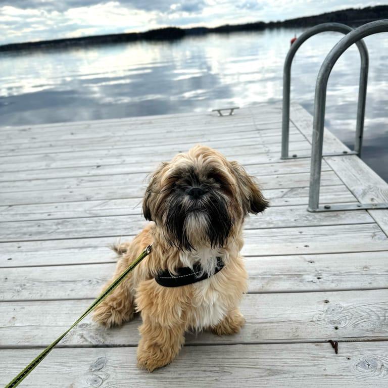 Image of the location Blåvik Färjeläge