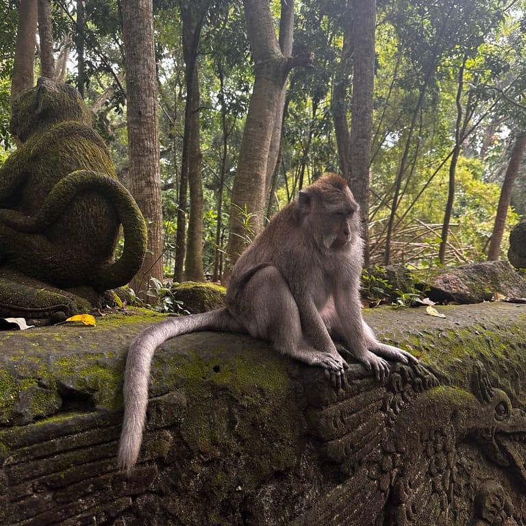 image of Sacred Monkey Forest Sanctuary