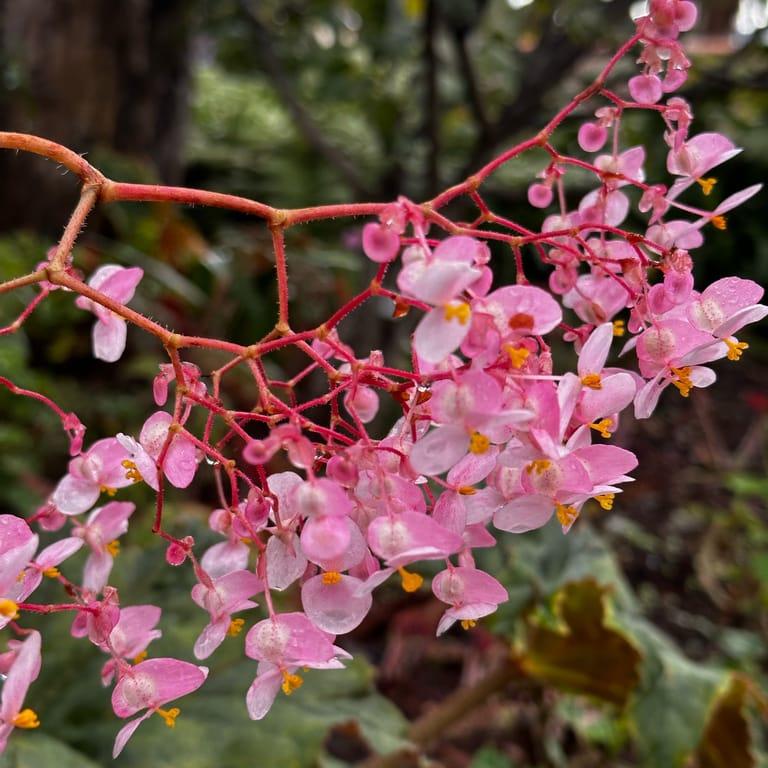 image of Jardim Monte Palace Madeira