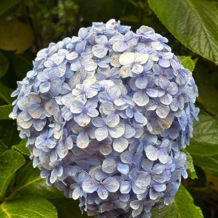 image of Jardim Monte Palace Madeira