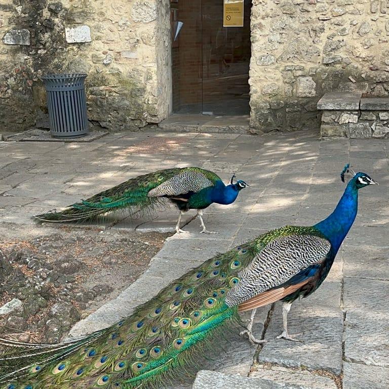 image of Castelo de São Jorge