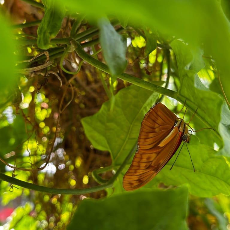 image of Hortus Botanicus