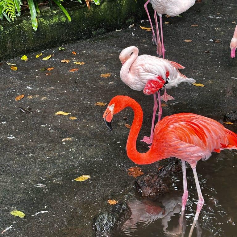 image of Jardim Monte Palace Madeira