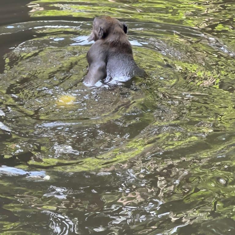 image of Sacred Monkey Forest Sanctuary