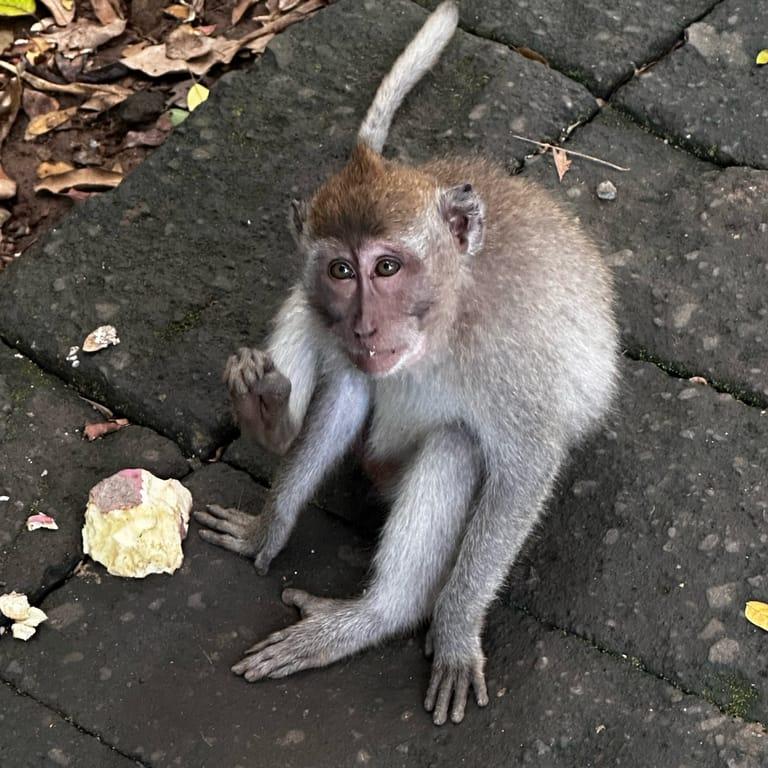 image of Sacred Monkey Forest Sanctuary