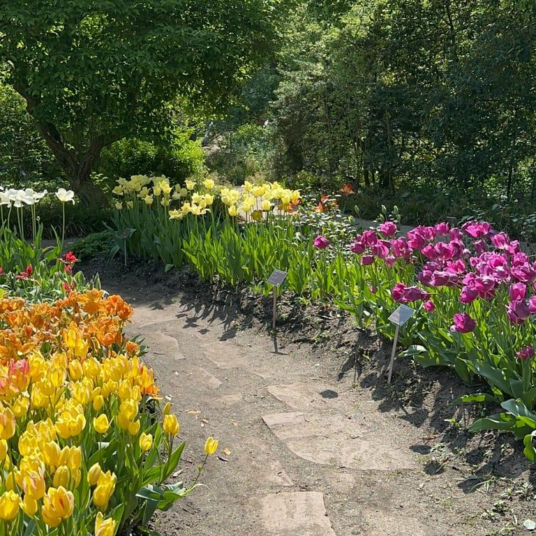 image of Hortus Botanicus