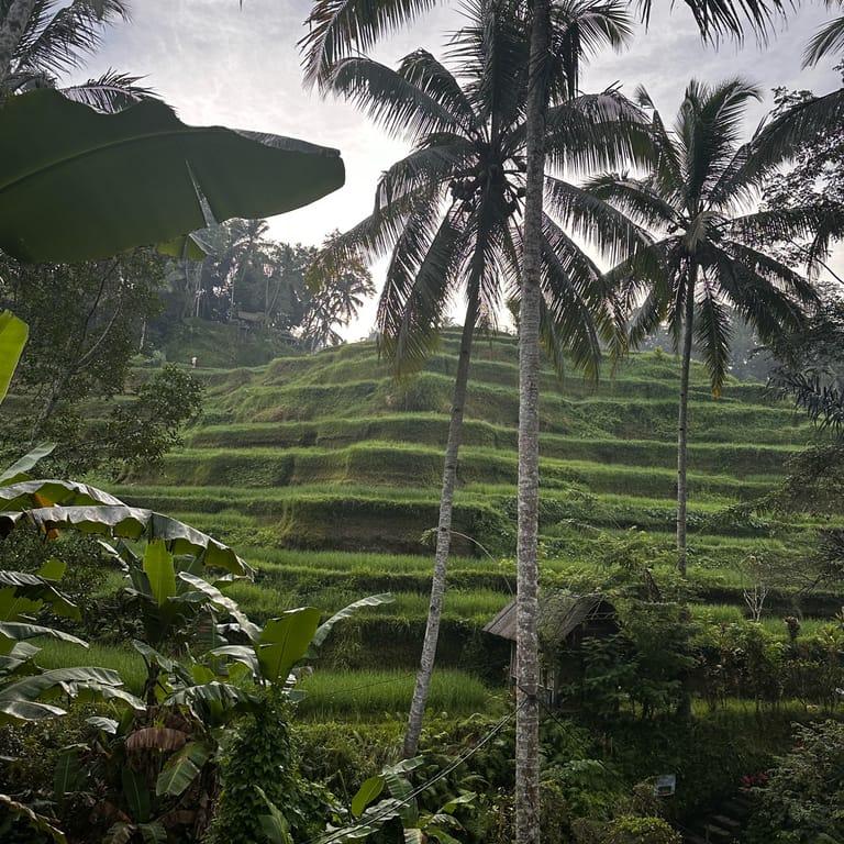 image of Ceking Rice Terrace