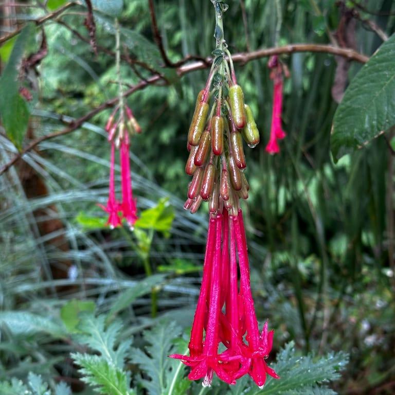 image of Jardim Monte Palace Madeira