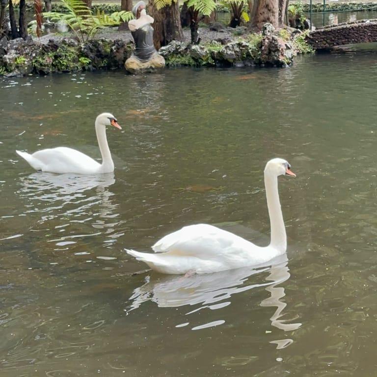 image of Jardim Monte Palace Madeira