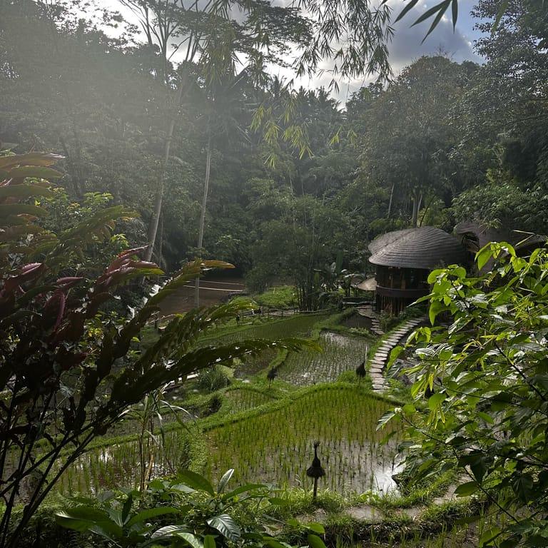 image of Bambu Indah