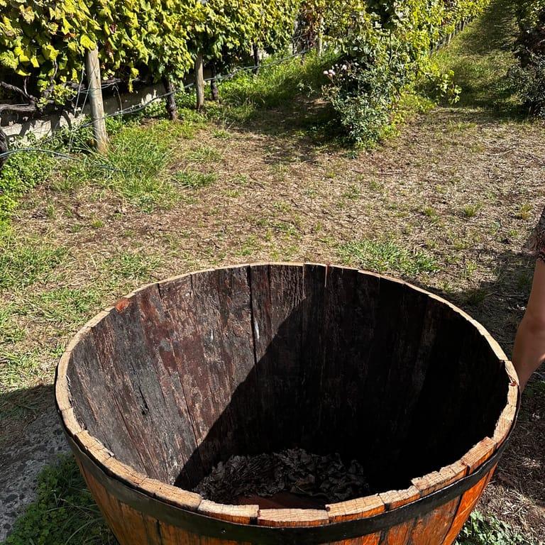 image of Blandy's Vineyards
