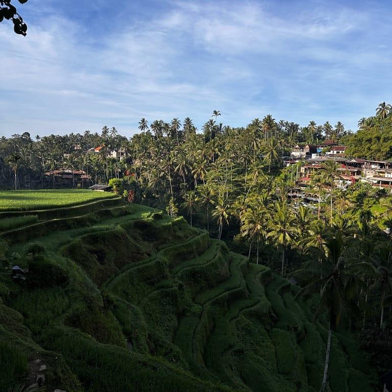 image of Ceking Rice Terrace