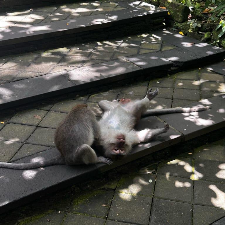 image of Sacred Monkey Forest Sanctuary