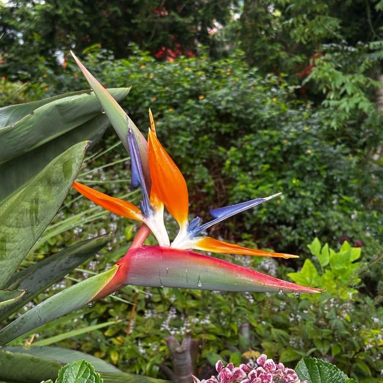 image of Jardim Monte Palace Madeira