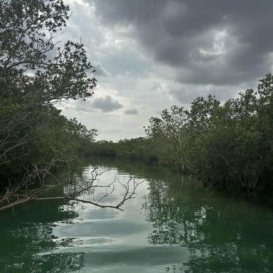 image of Husaak Adventures - Eastern Mangroves
