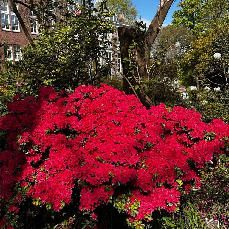 image of Hortus Botanicus