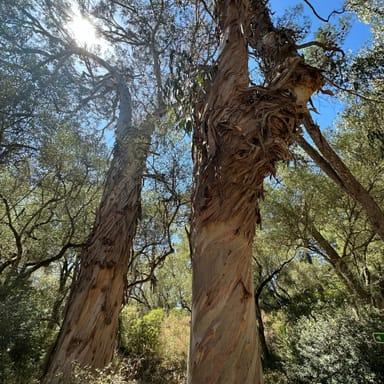 image of Museu Condes de Castro Guimarães