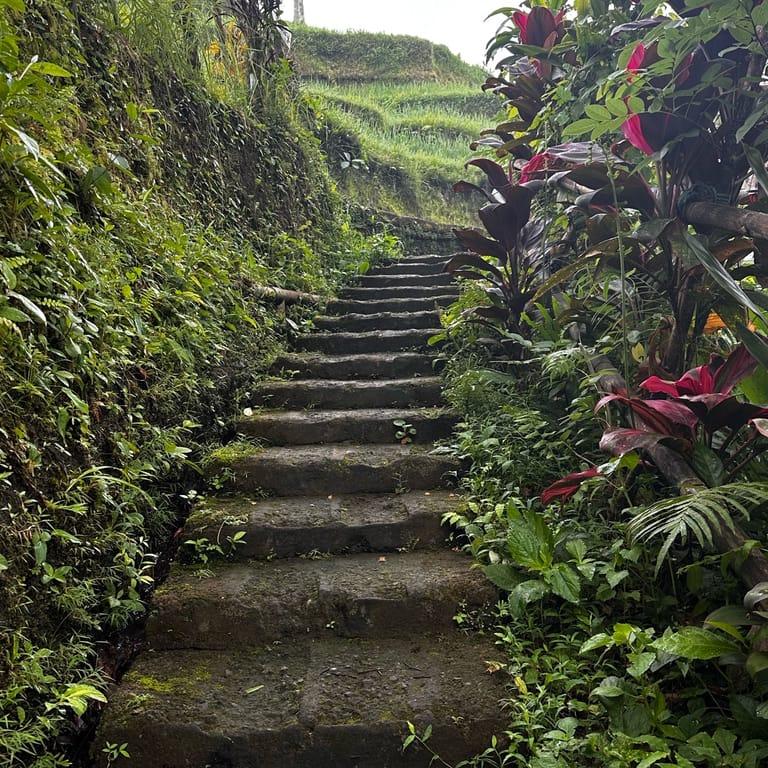 image of Ceking Rice Terrace