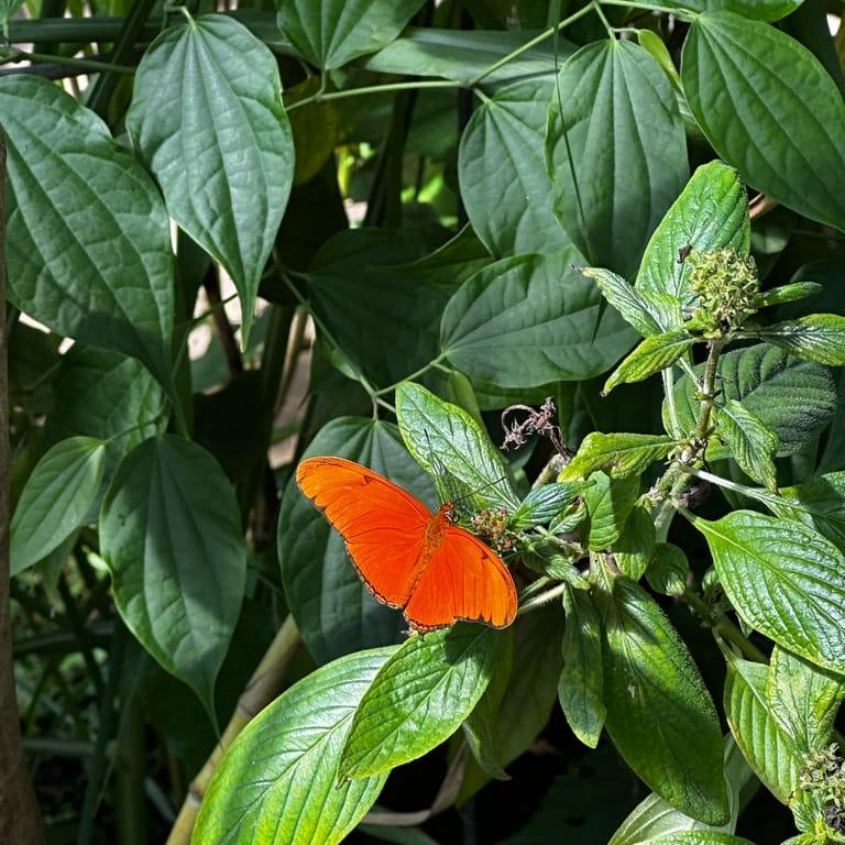 image of Hortus Botanicus