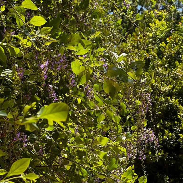 image of Athens National Garden