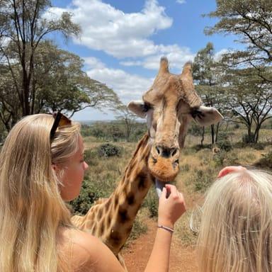 image of Giraffe Centre