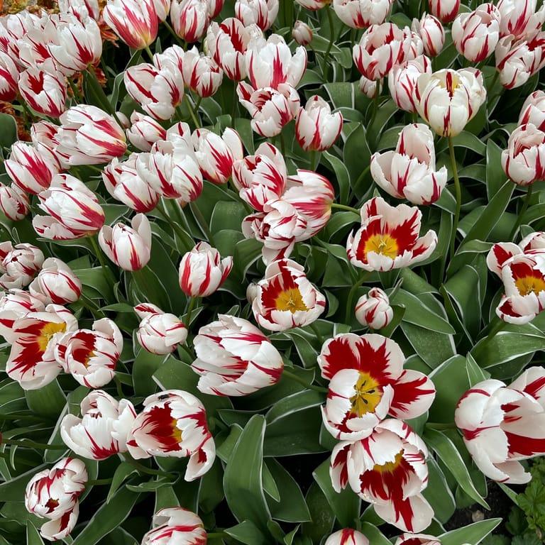 image of Hortus Botanicus