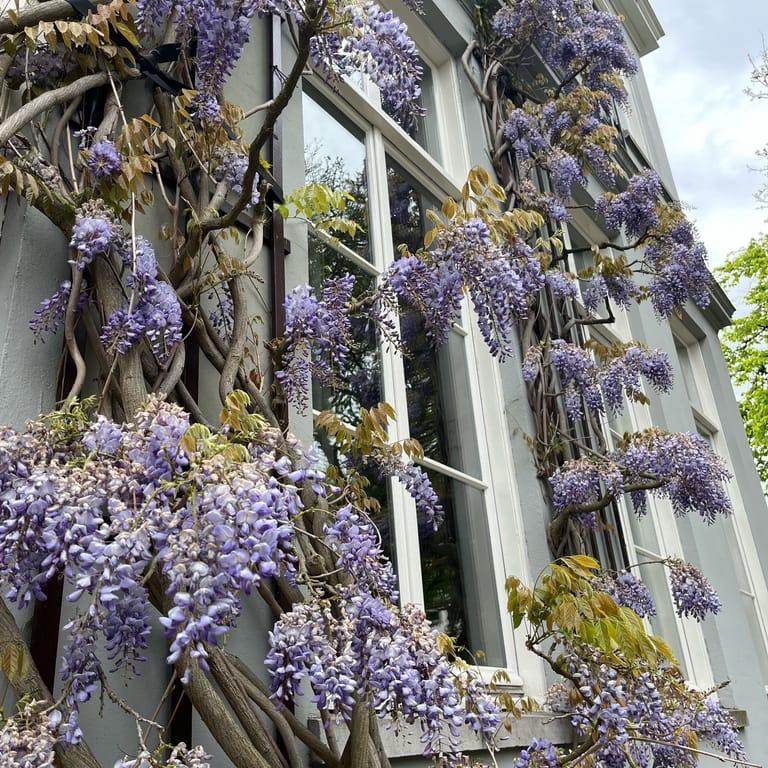 image of Hortus Botanicus