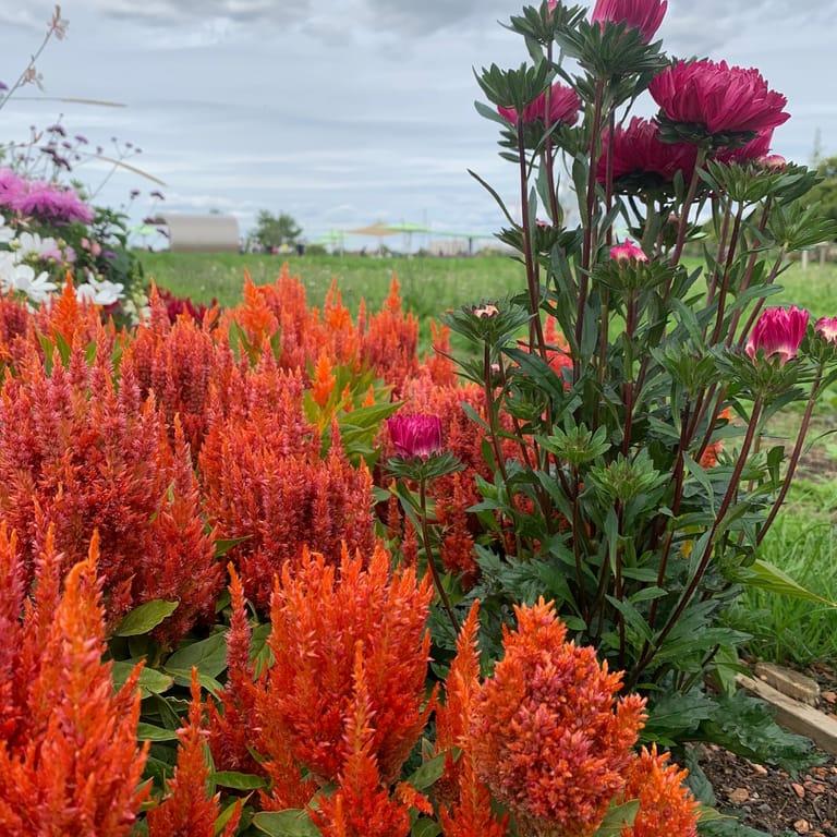 image of BuGa Mannheim Pavillon der Metropolregion Rhein Neckar