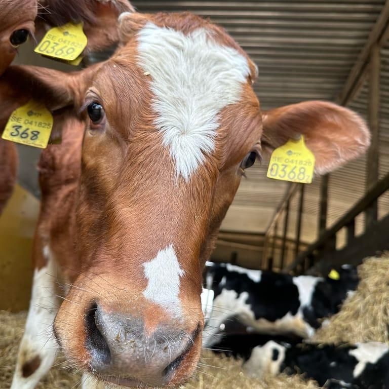 image of Hansjö Mejeri