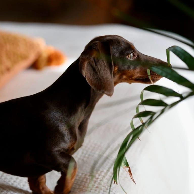 image of Larssons lada, butik cafe event