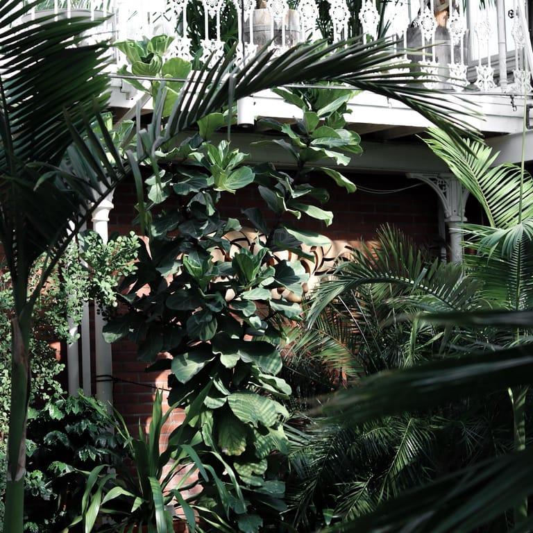 image of Palm House