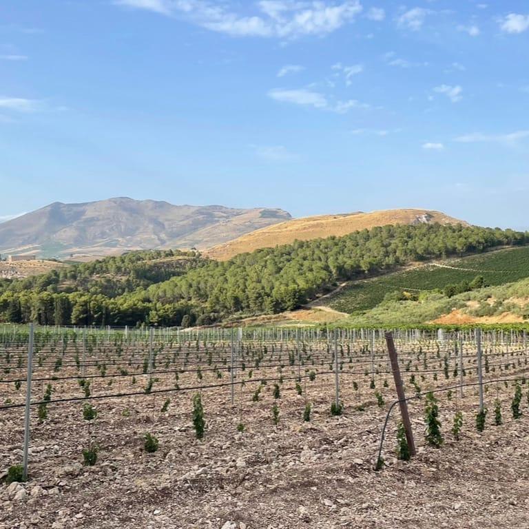 image of Agriturismo Tenute Pispisa